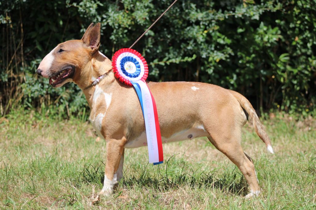 Les Bull Terrier de l'affixe Callibullus