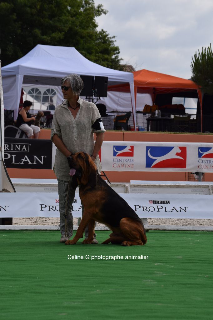 Callibullus - game fair 2017