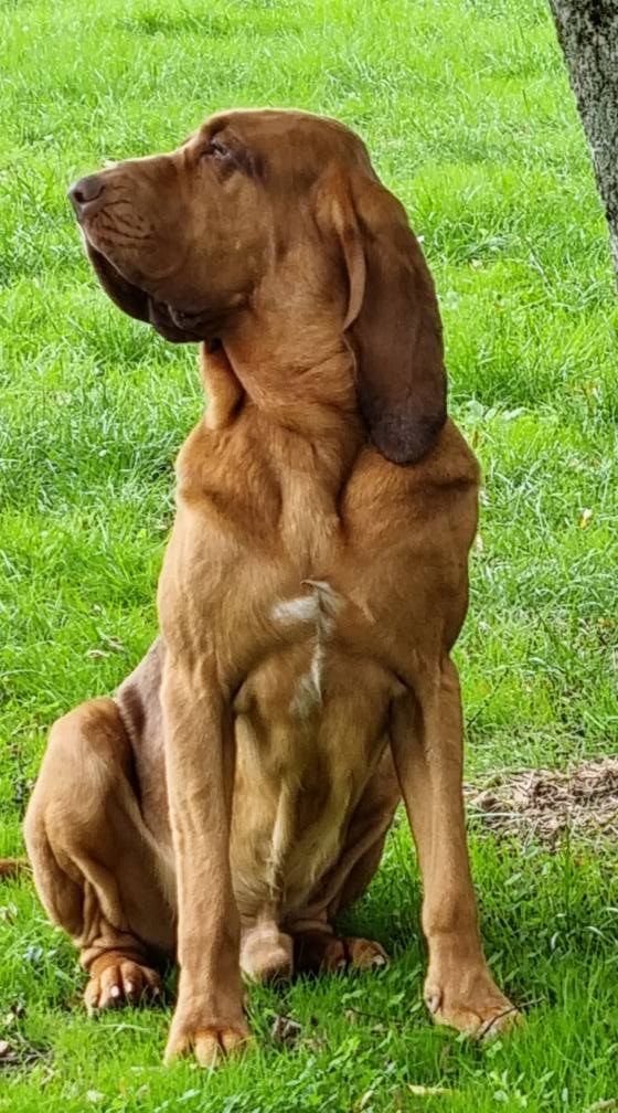 Mirto Del campo dell'oro