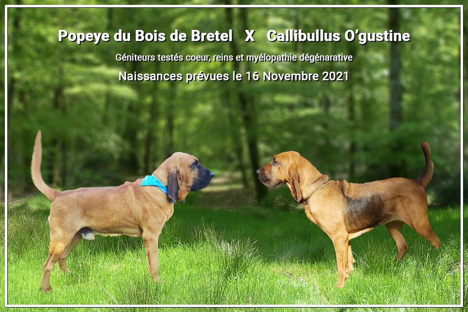 Callibullus - prochainement une portée