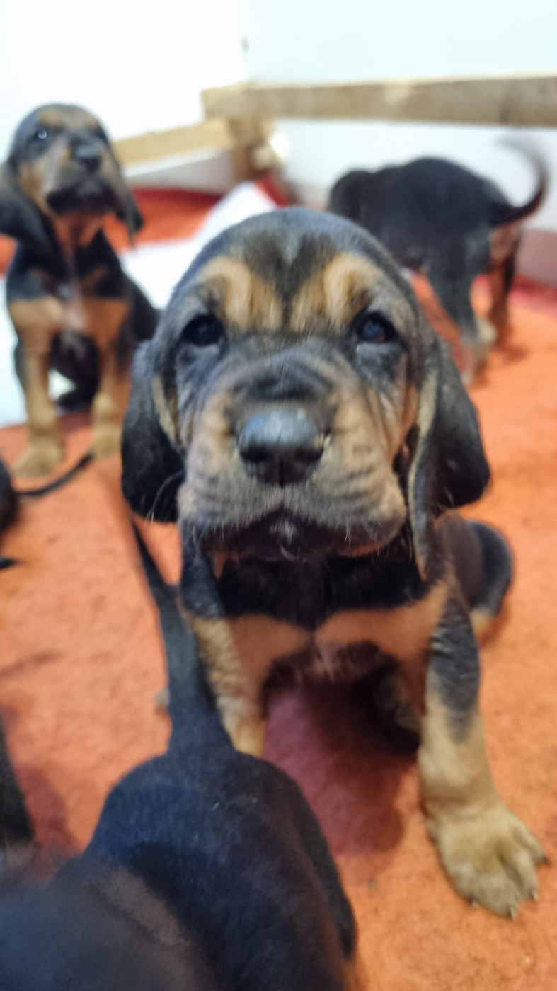 Les chiots ont 1 mois