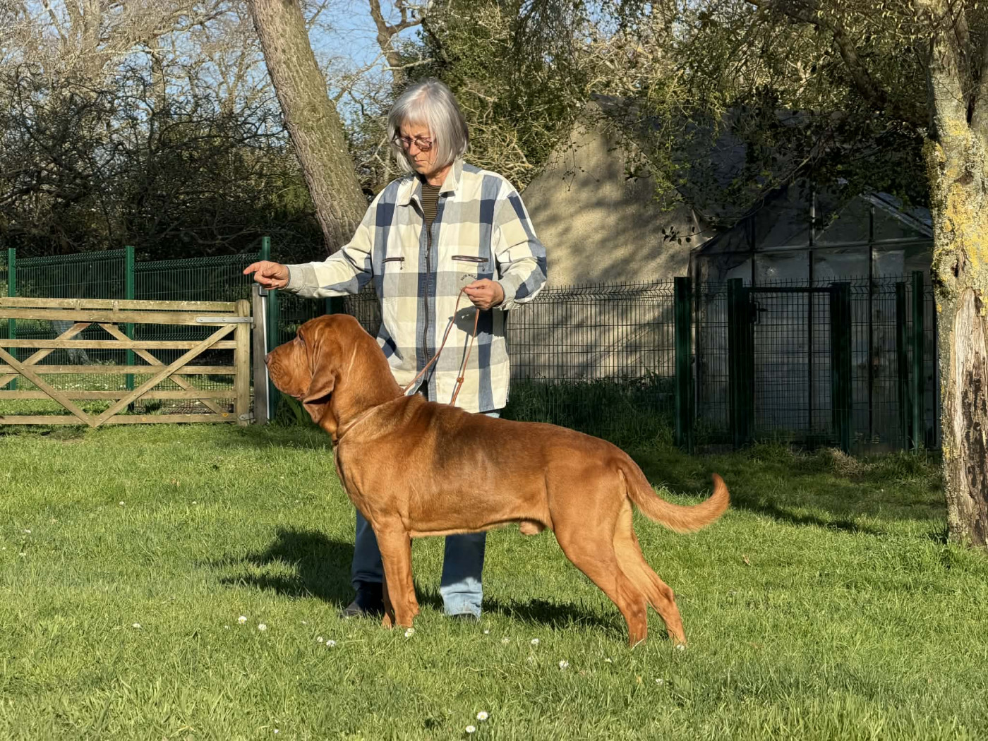 Mirto del campo Dell oro