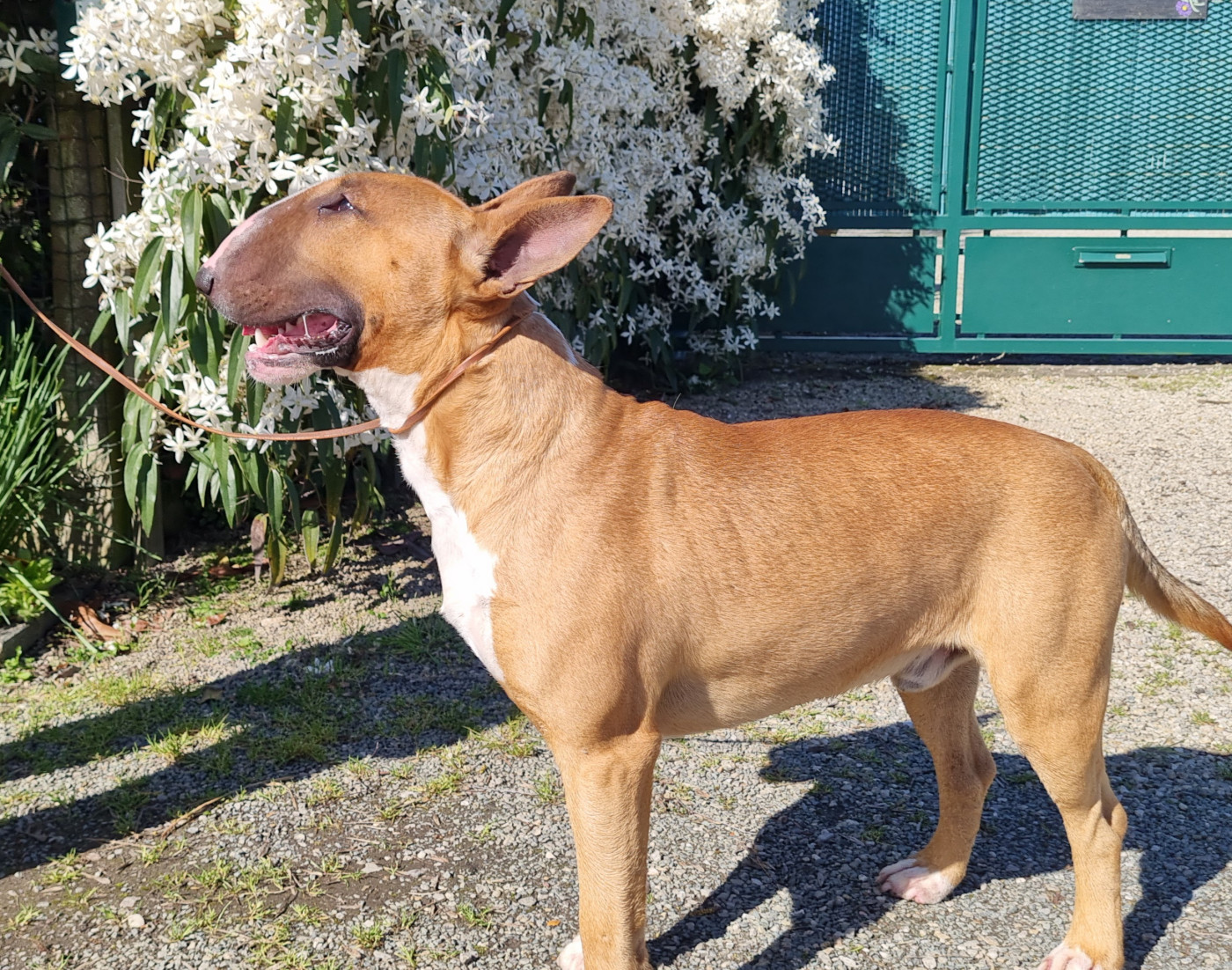 Callibullus Valet de coeur (jack)