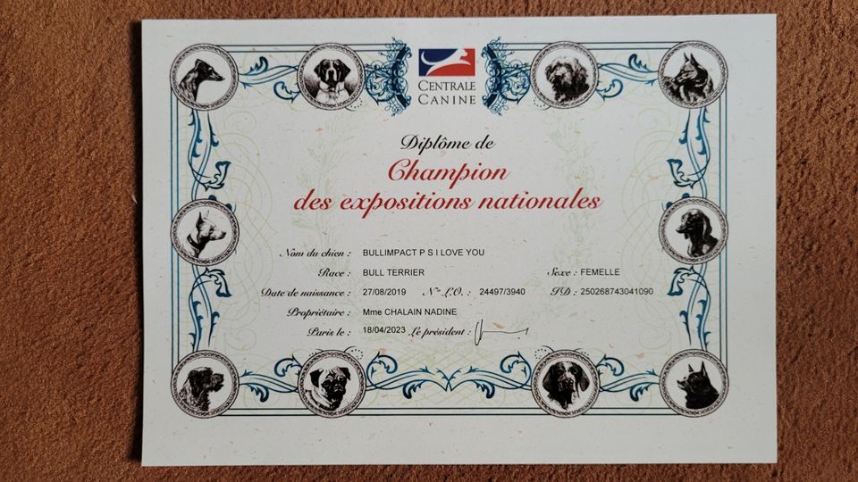 Callibullus - Pimprenelle champion des cac
