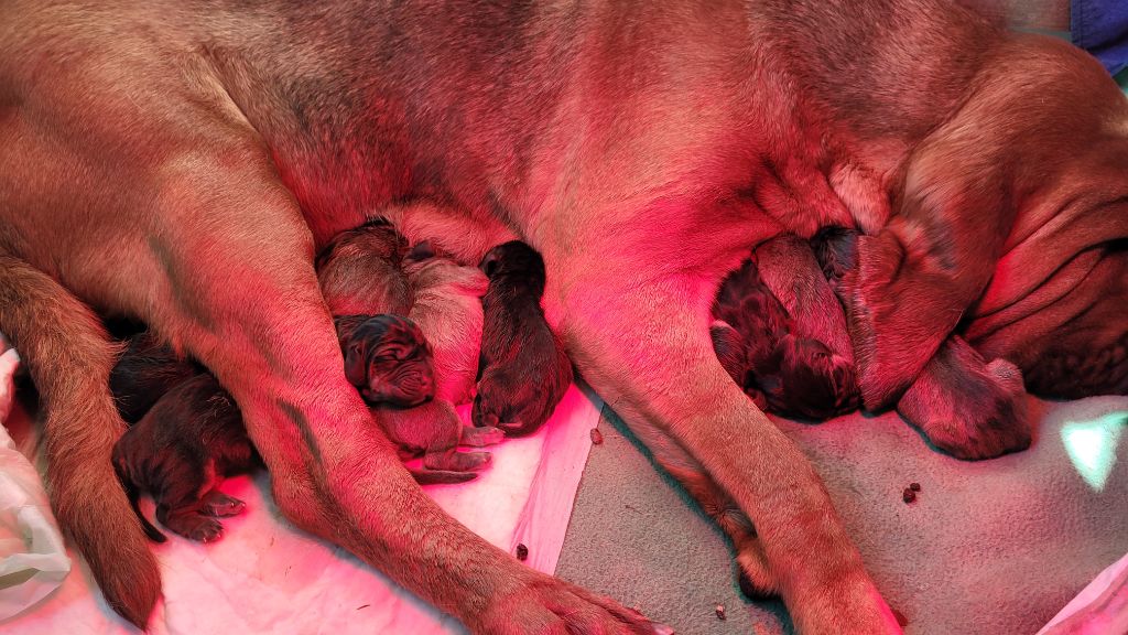 Callibullus - Naissance des chiots