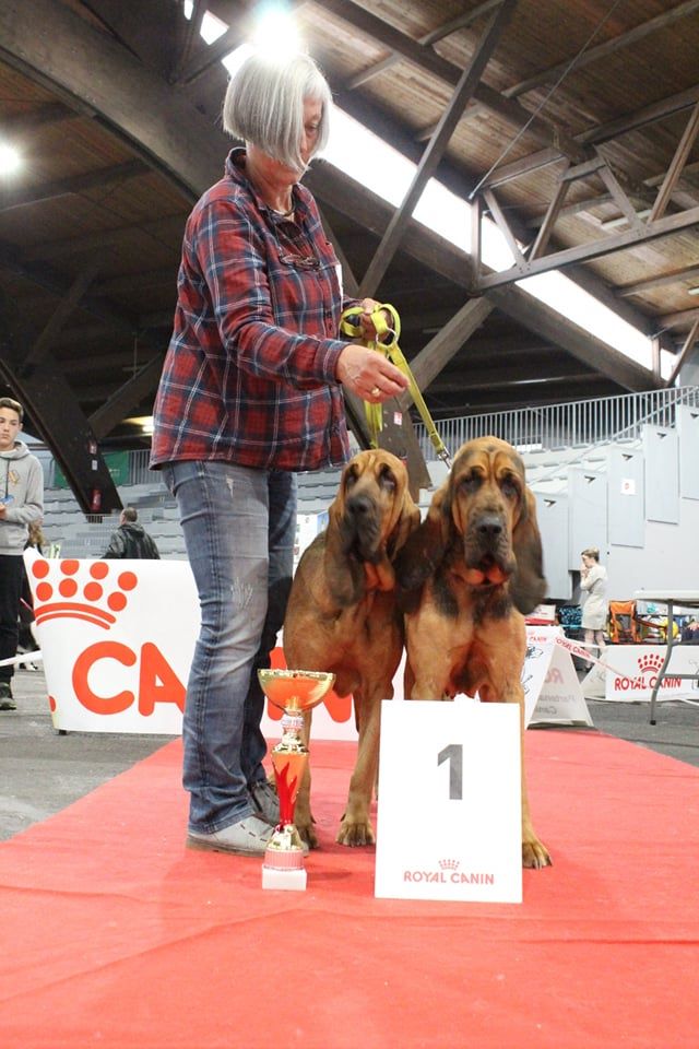 Callibullus - CACIB POITIERS