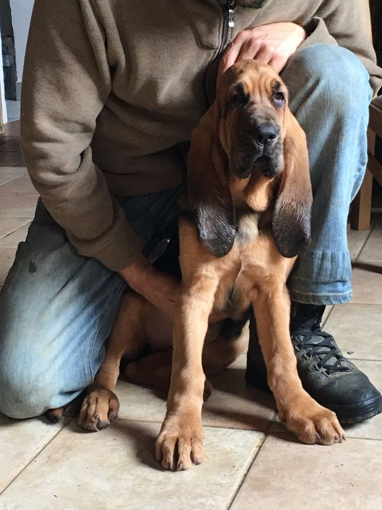 l'évolution des chiots chez leurs nouveaux propriétaires