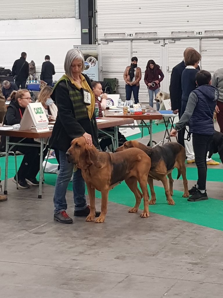 photos et actualités de mes saint hubert