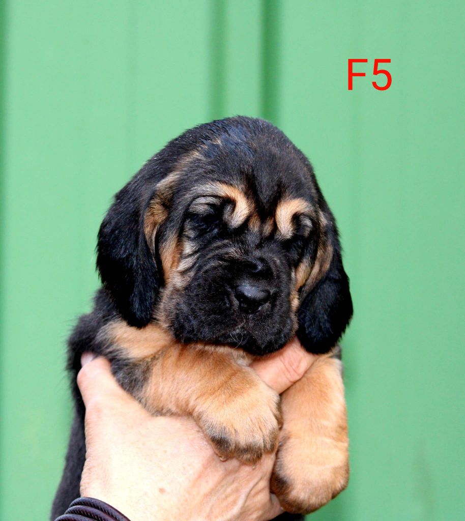 Callibullus - Chien de Saint-Hubert - Portée née le 27/02/2023