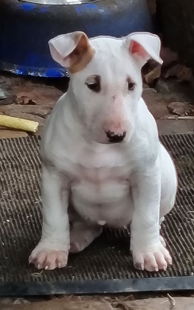 Callibullus - Chiots disponibles - Bull Terrier