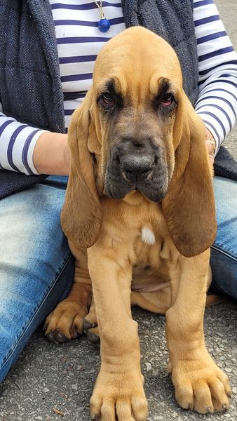 Callibullus - Chien de Saint-Hubert - Portée née le 27/02/2023